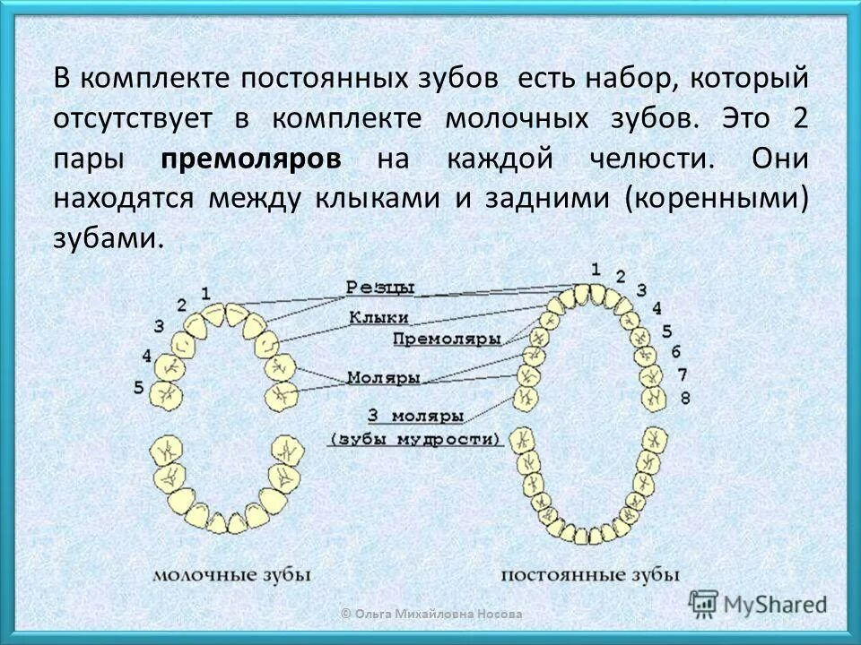 Почему выпадают зубы у взрослого. Когда выпадает 6 зуб снизу. Коренные зубы у детей меняются схема. Схема смены молочных и постоянных зубов. Замена молочных зубов на постоянные.