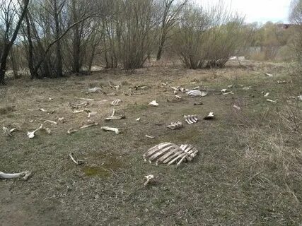 Эта поляна полностью