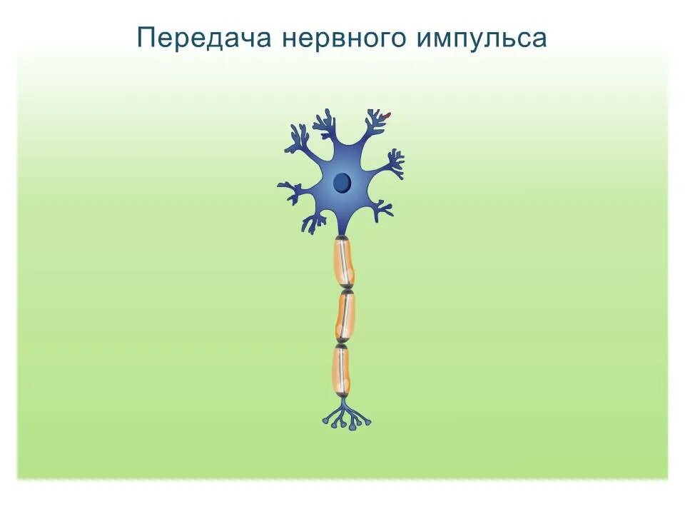Рисунки нервной. Передача нервного импульса. Передача нервного импульса рисунок. Компоненты участвующие в передачи нервного импульса. Механизм передачи нервного импульса.