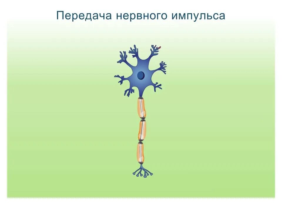 Путь передачи нервного импульса в мозг. Передача нервного импульса. Передача немного ИИМПУЛЬСА. Пердачанервного импульса. Схема передачи нервного импульса.