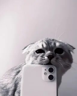 Вайб котики