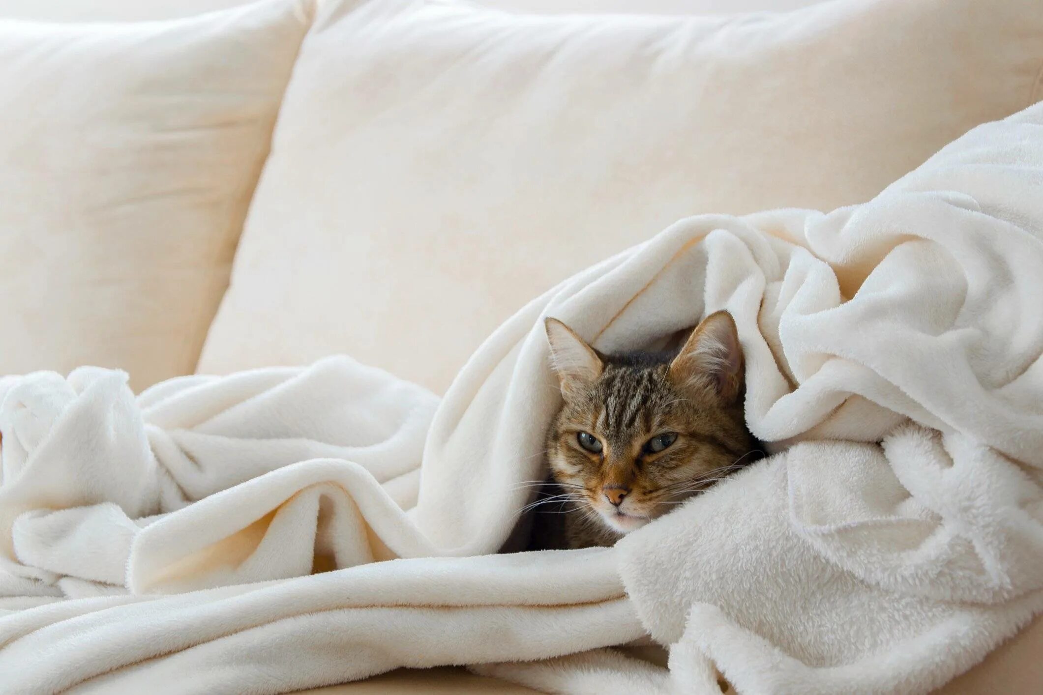 Расслабленная кошка. Кот под одеялом. Кошка в одеяле. Кот из под одеяла.