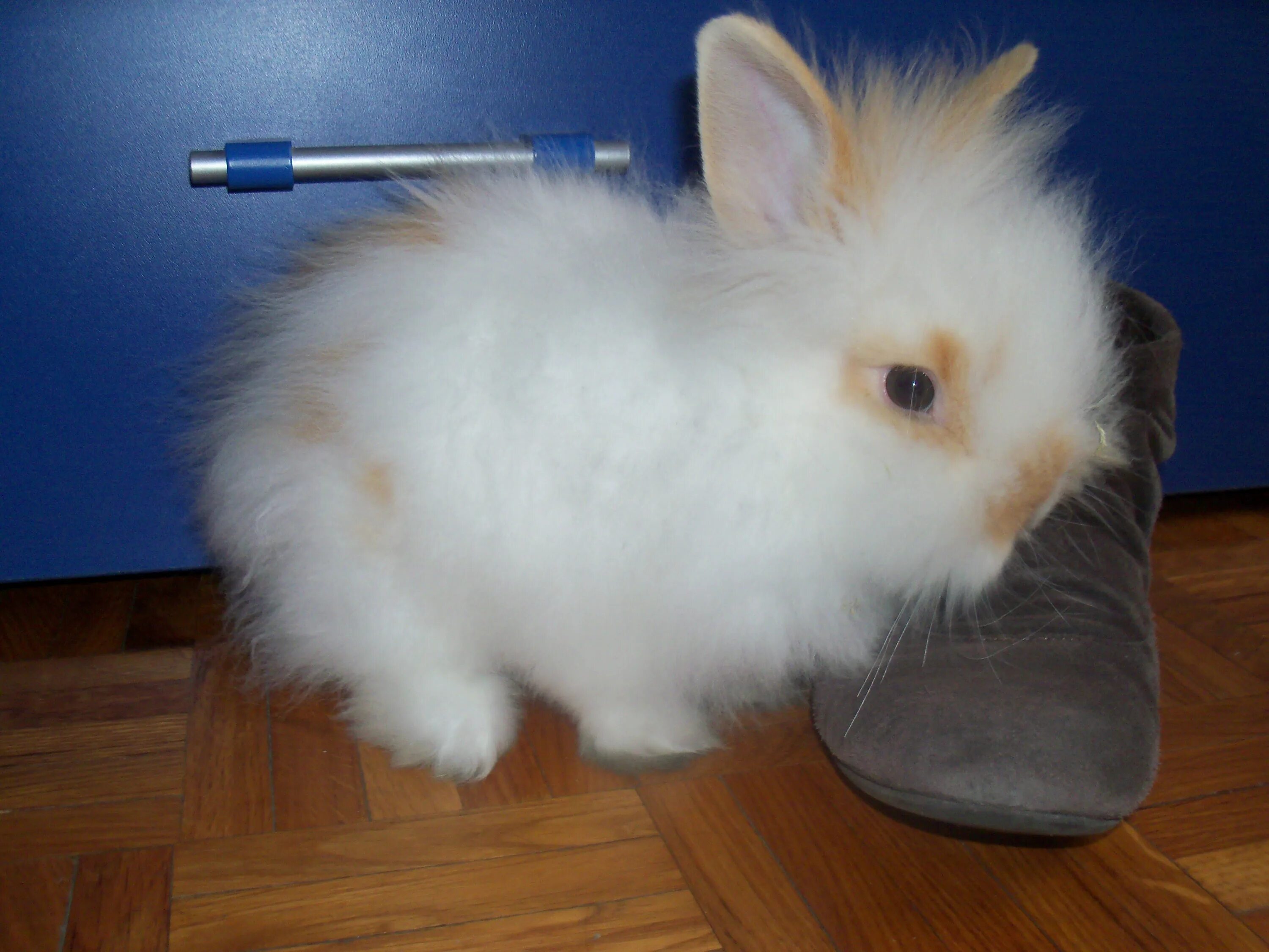 Ангорский кролик вислоухий. Ангорский карликовый кролик. Лысый ангорский кролик. Ангорский кролик голубой.