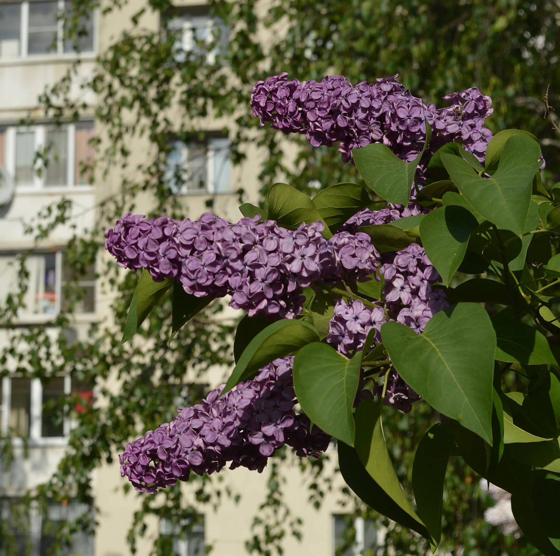 Какой формы сирень. Сирень академик Курчатов. Сирень сорт академик Курчатов. Сирень обыкновенная академик Курчатов. Сирень Роял перпл.