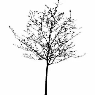 Empty branch