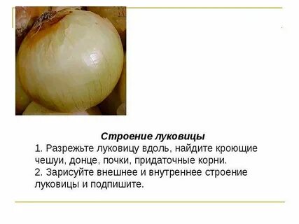 Разрежьте луковицу вдоль