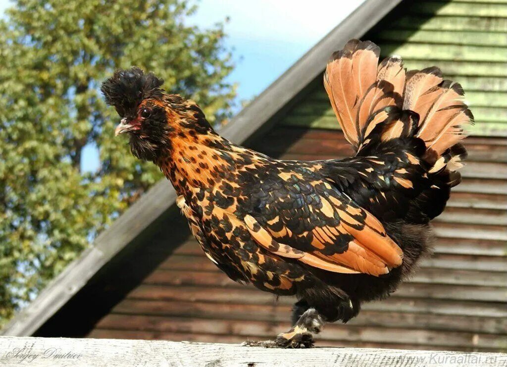 порода кур павловские. павловская золотая порода кур. павловская золотая курочка порода кур. куры павловская золотистая. павловская золотистая порода кур.