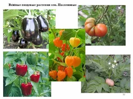 Важнейшие пищевые растения