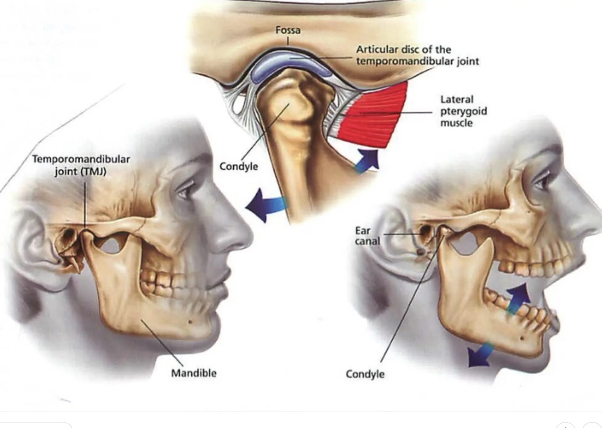 Дисфункции ВНЧС нижней челюсти. Мышцы височно-нижнечелюстного сустава анатомия.