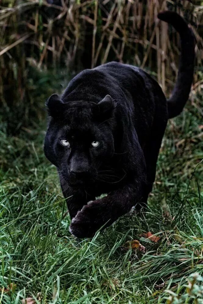 Черный зверь 1