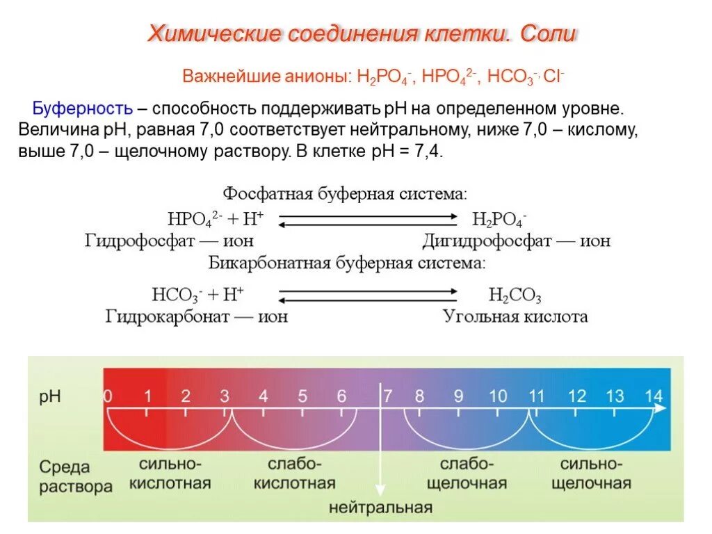 Поддерживают постоянной на уровне. Важнейшие анионы клетки. какие вещества поддерживают ph клетки. какие вещества поддерживают рн клетки на постоянном уровне. какие вещества поддерживают ph клетки на постоянном уровне.