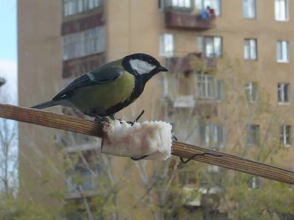 Синица на сетке окна