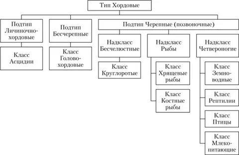 Соответствие между характеристиками и классами хордовых