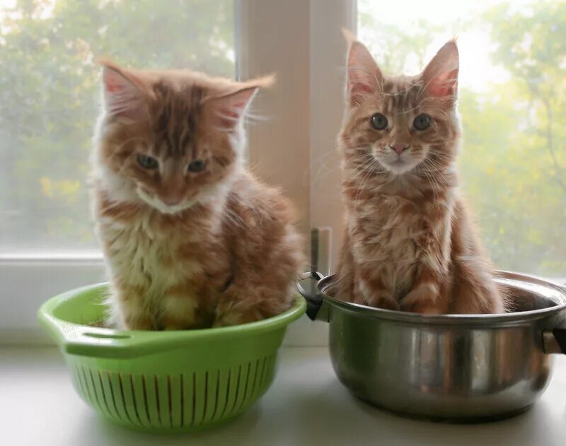 Котята их жизнь. Жизнь котенка. кощька. котятки помните. повседневная жизнь котят.