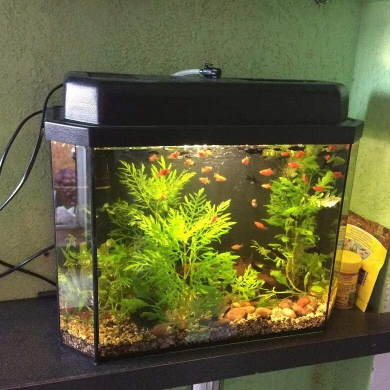 Неприхотливые растения для аквариума. Рыбки для аквариума. Самые неприхотливые растения для аквариума. Неприхотливый аквариум. Рыбки для аквариума неприхотливые.