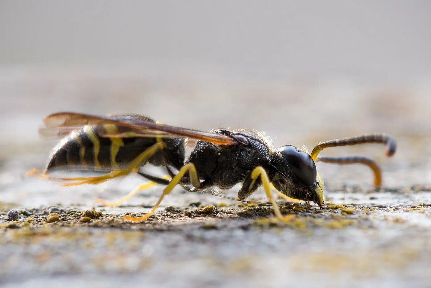 Оса 32. Ancistrocerus nigricornis. перепончатокрылые насекомые муравьи. муравьиная оса насекомое. муравьиная пчела.
