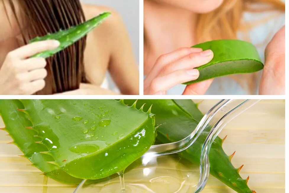 Aloe vera как пользоваться. Алоэ барбаденсис Миллер. Aloe Vera маска. Маска для волос с алоэ в домашних. Маска для волос с соком алоэ.