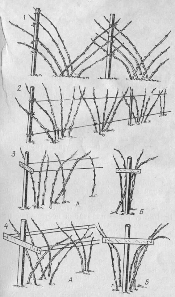 Подвязка ремонтантной малины. Подвязка малины Кумберленд. Обрезка и подвязка малины. Обрезка ремонтантной ежевики весной.