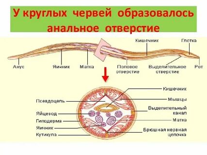У круглых червей сердце