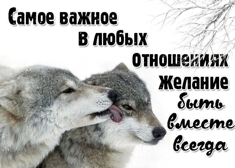 Волк с надписью. У волка одна волчица. Волк только с одной волчицей навсегда. Статусы с волками. Неважно любую