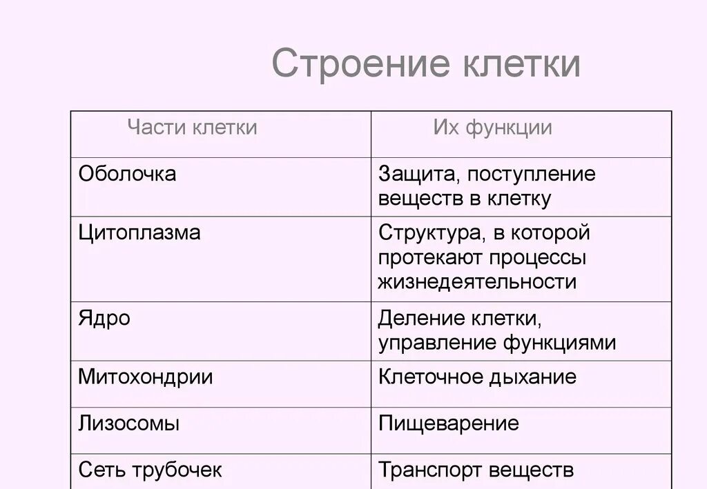 Какая основная часть клетки. Строение и функции клетки кратко. Основные части клетки строение и функции. Строение живой клетки и функции. Клетки человека и их функции.