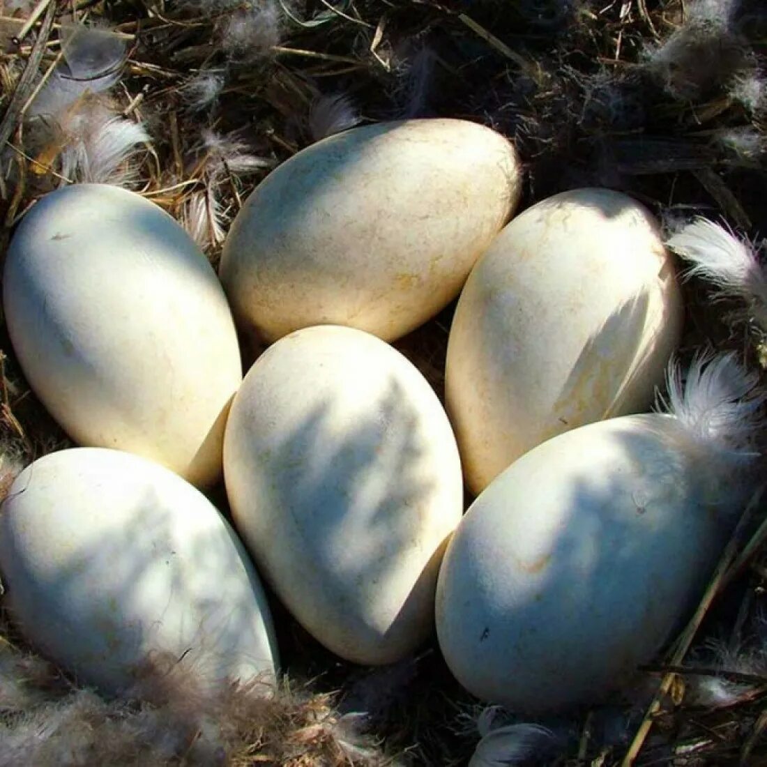 Сколько стоит десяток гусиных яиц. Гусиные яйца. Яйца гуся. Гусиные яйца фото. Яйца гусиные инкубационные Холмогорские.