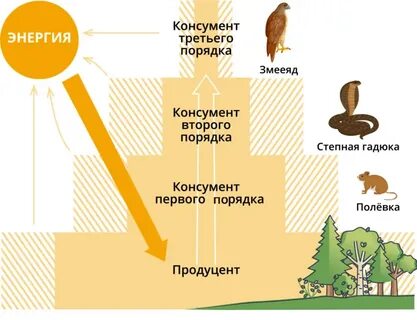 Трофические уровни первичной продукции