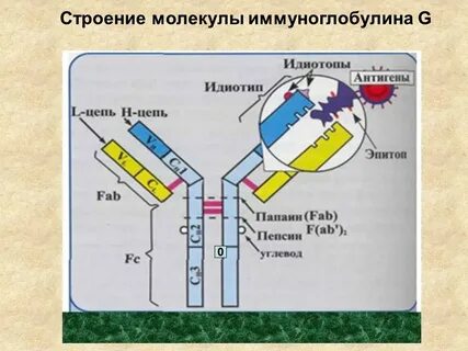 Наличие иммуноглобулина g
