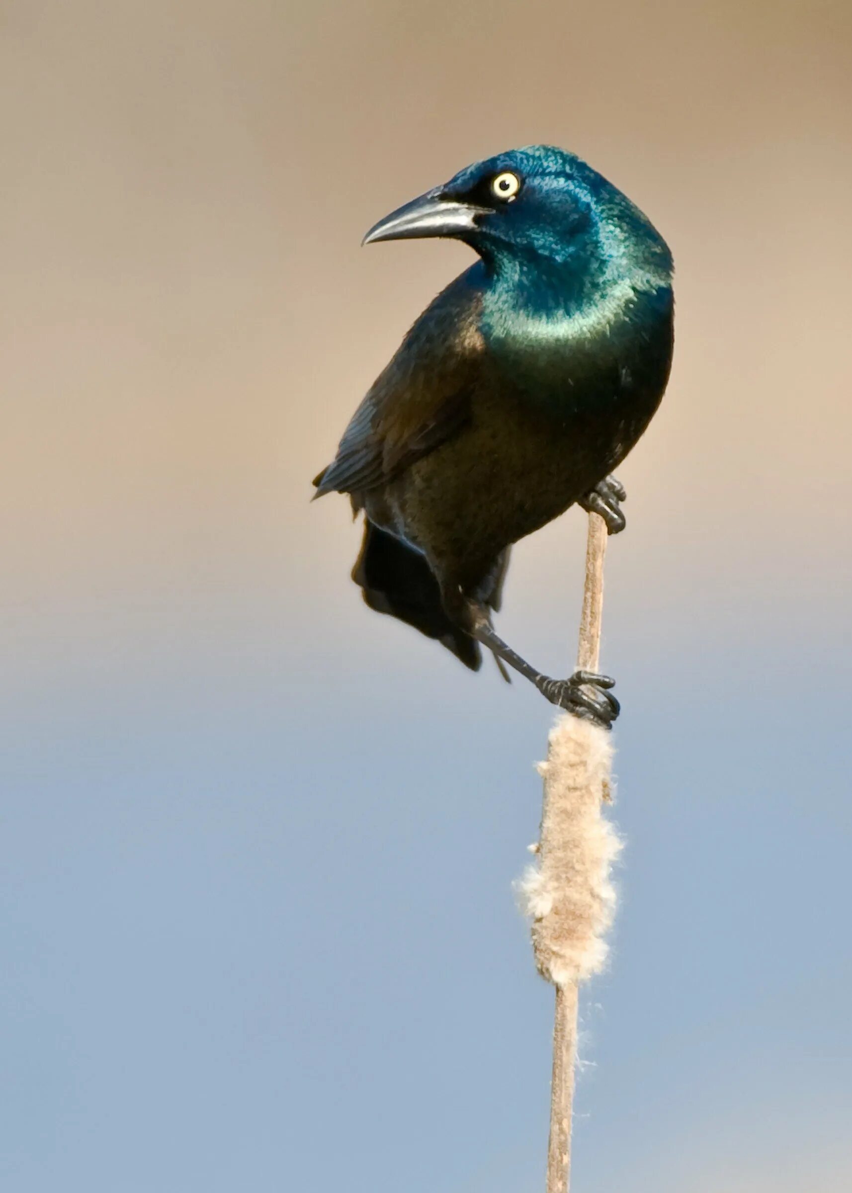 Птица с синей головой. Черная птица с зеленым отливом. Черная птичка с синей головой. Синяя птичка с длинным клювом.