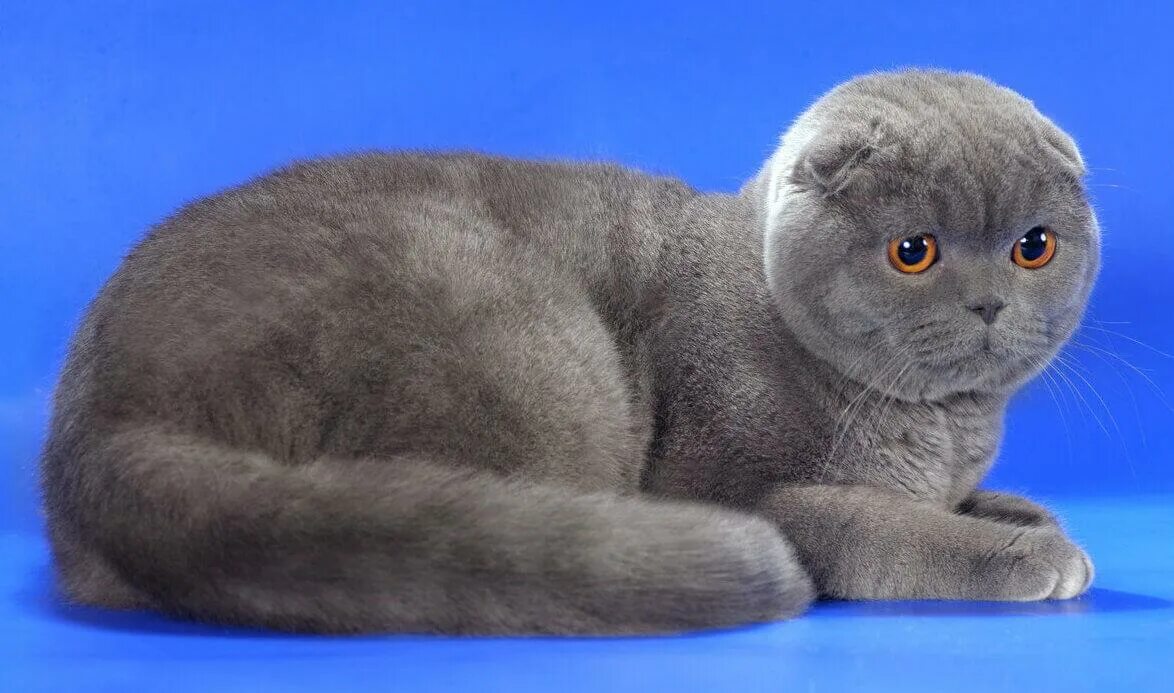 Как выглядят вислоухие коты
