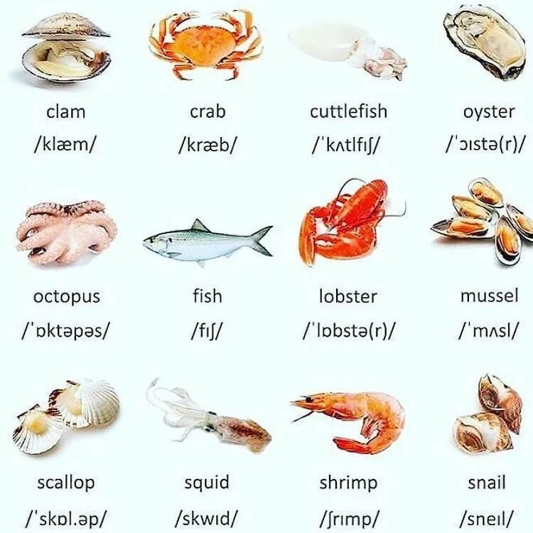 Морепродукты названия. Морские продукты название. Морские продукты на английском. Рыба и морепродукты на английском.