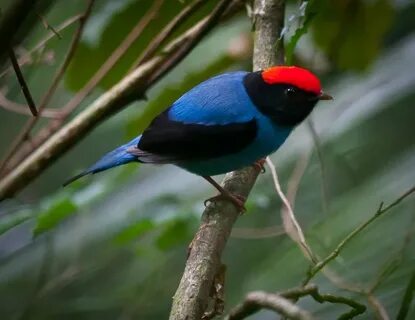 Ada aves