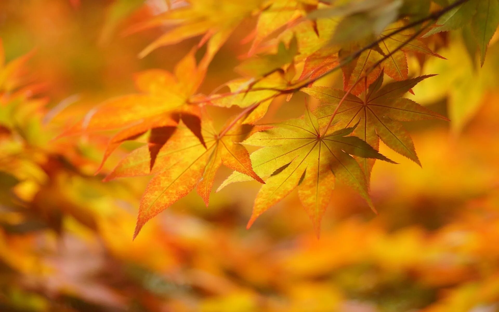 Осенние листья. Осенняя листва. Осенний фон. Золотая осень. 2 сентября осень
