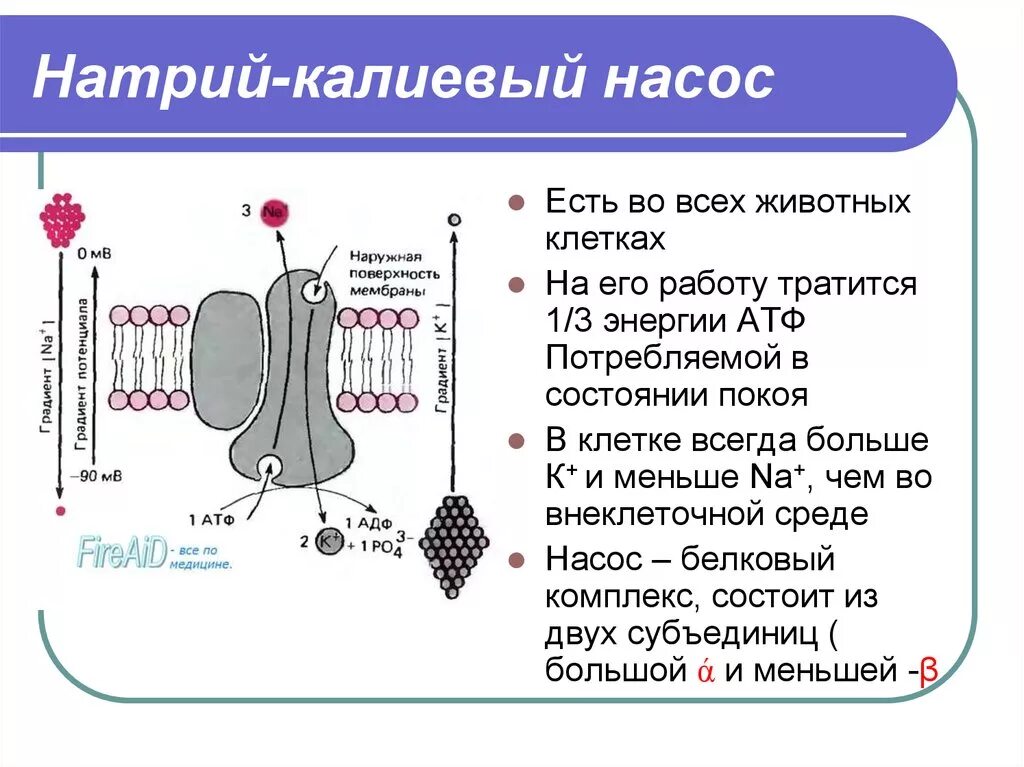 Натрий атф. Калиево-натриевый насос схема. Натрий калиевый насос АТФ. Схема натрий калиевого насоса физиология. Натриево калиевый насос биология.