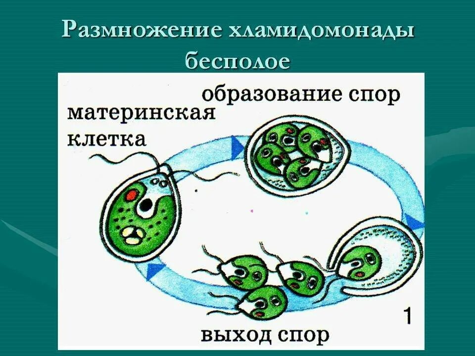 Водоросли оплодотворение. Процесс бесполого размножения хламидомонады. Схема полового размножения хламидомонады. Половое размножение хламидомонады схема. Рисунок бесполое размножение хламидомонады.