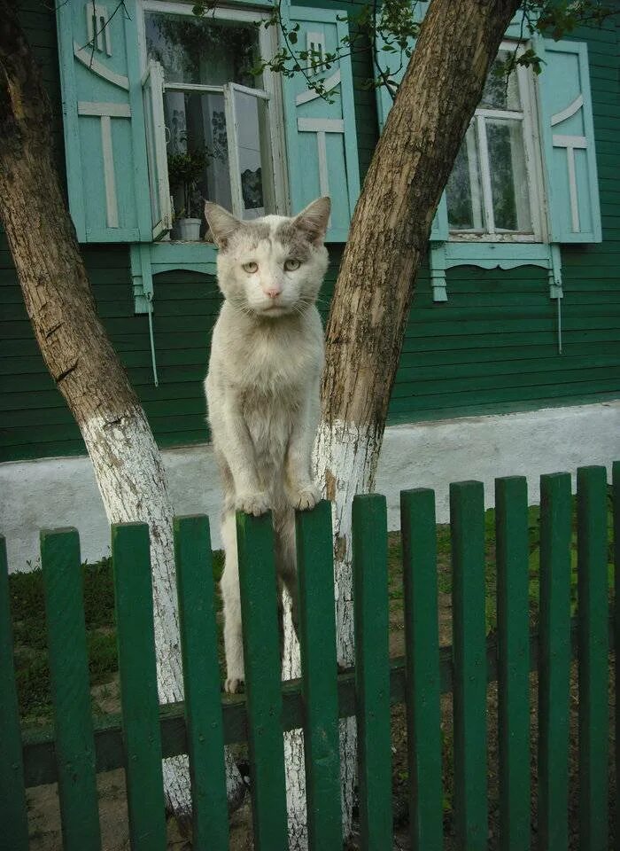 Они домой