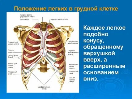 Что находится в грудине