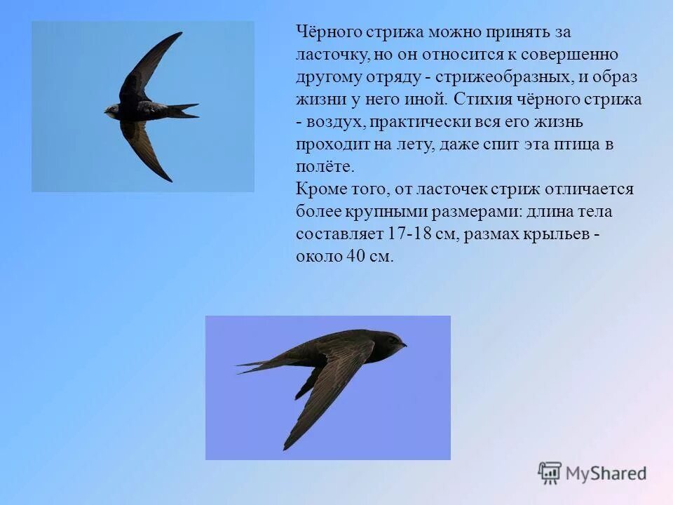 Сходство и различие ласточек. Чиж Стриж и Ласточка. Стриж Перелетная птица. Ласточка и Стриж отличия и сходства. Ласточки и Стрижи сходства и различия.