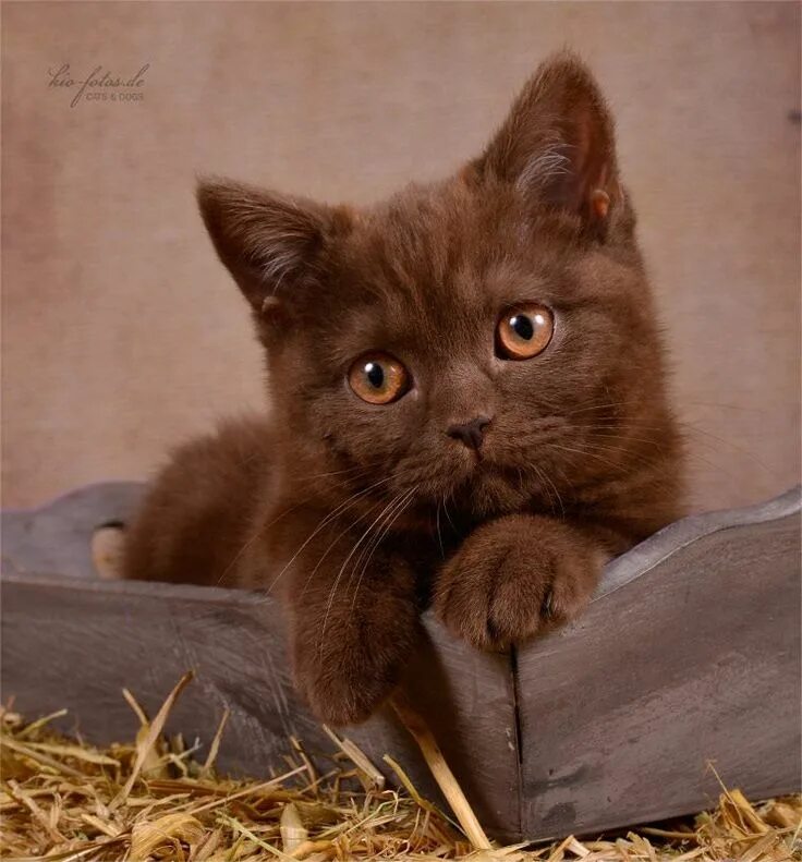 Orange eyed Ooty British shorthair cats, British shorthair, Brown cat