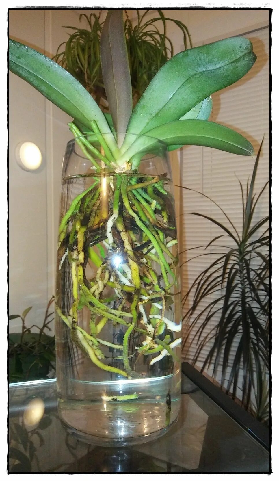 Орхидеи в аквариуме выращивание фото Pin by Geanina Bonilla on Decoración con plantas Orchid terrarium, Terrarium pla