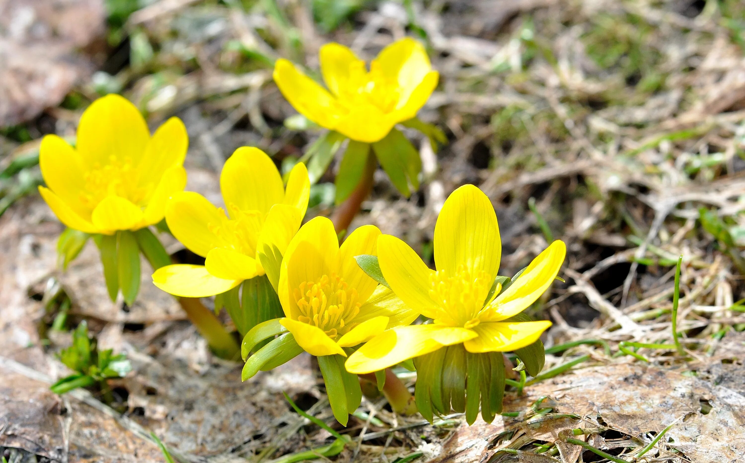 Желтые цветы ранней весной фото. Первоцвет Eranthis (Эрантис). Жёлтый Эрантис Лесной. Эрантис Киликийский. Первоцветы крокусы.