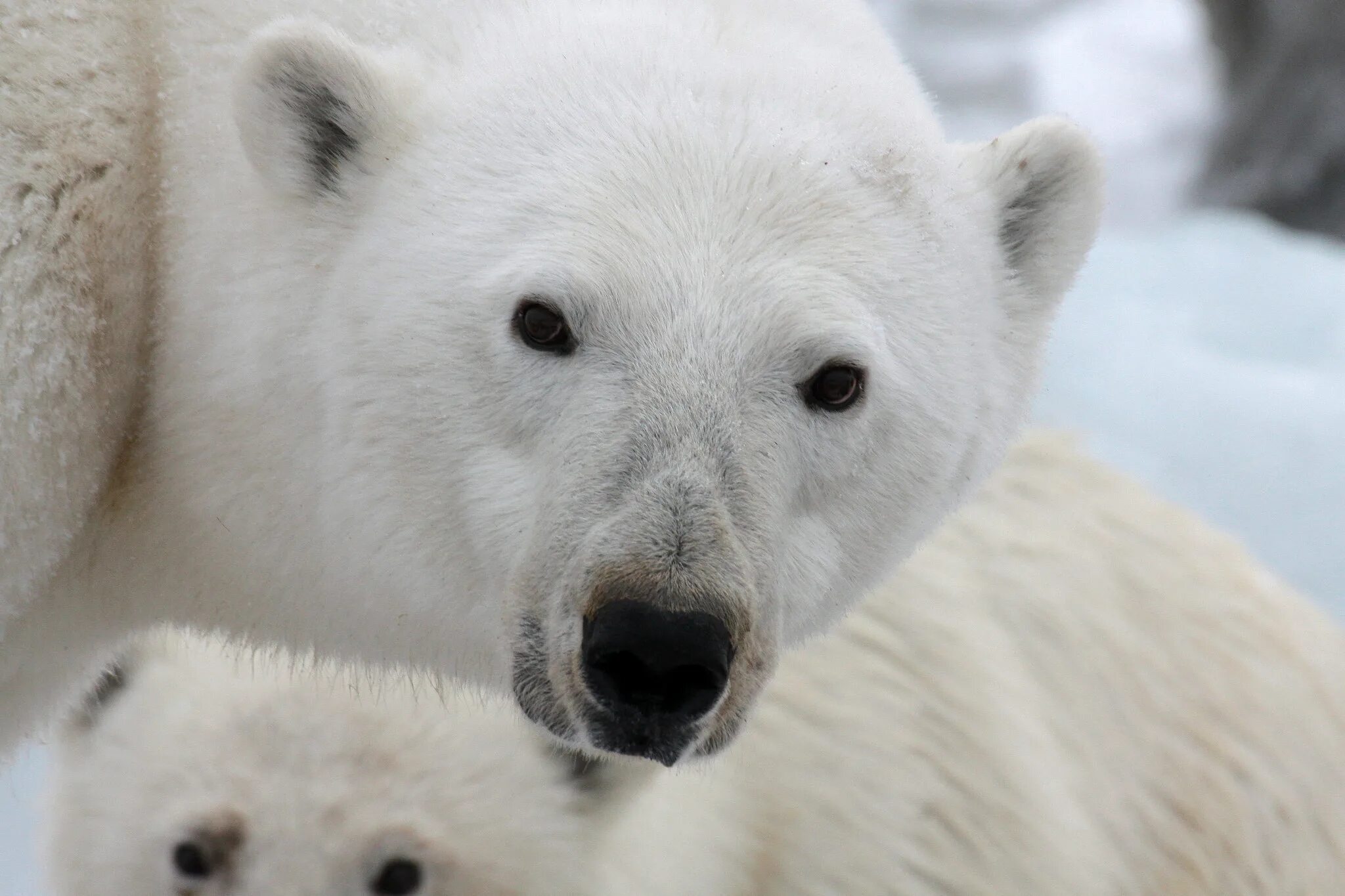 Белый медведь где обитает на каком. Ареал обитания белых медведей. Белые медведи фото высокого разрешения. Белый медведь фото для детей. Белый медведь в России.