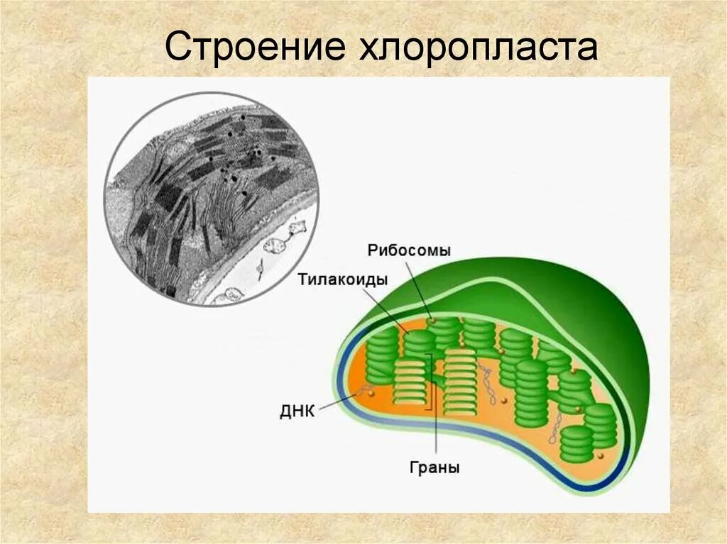 Хлоропласт имеет днк. Строение хлоропласта рисунок. Строение тилакоиды хлоропластов. Схема строения хлоропласта. Строма хлоропласта фотосинтез.