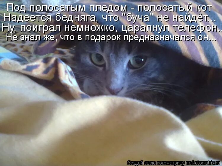 Привет надежда открытки. Кот надеется. Кот надеется. Привет надежда. Кот и бутерброды с икрой.