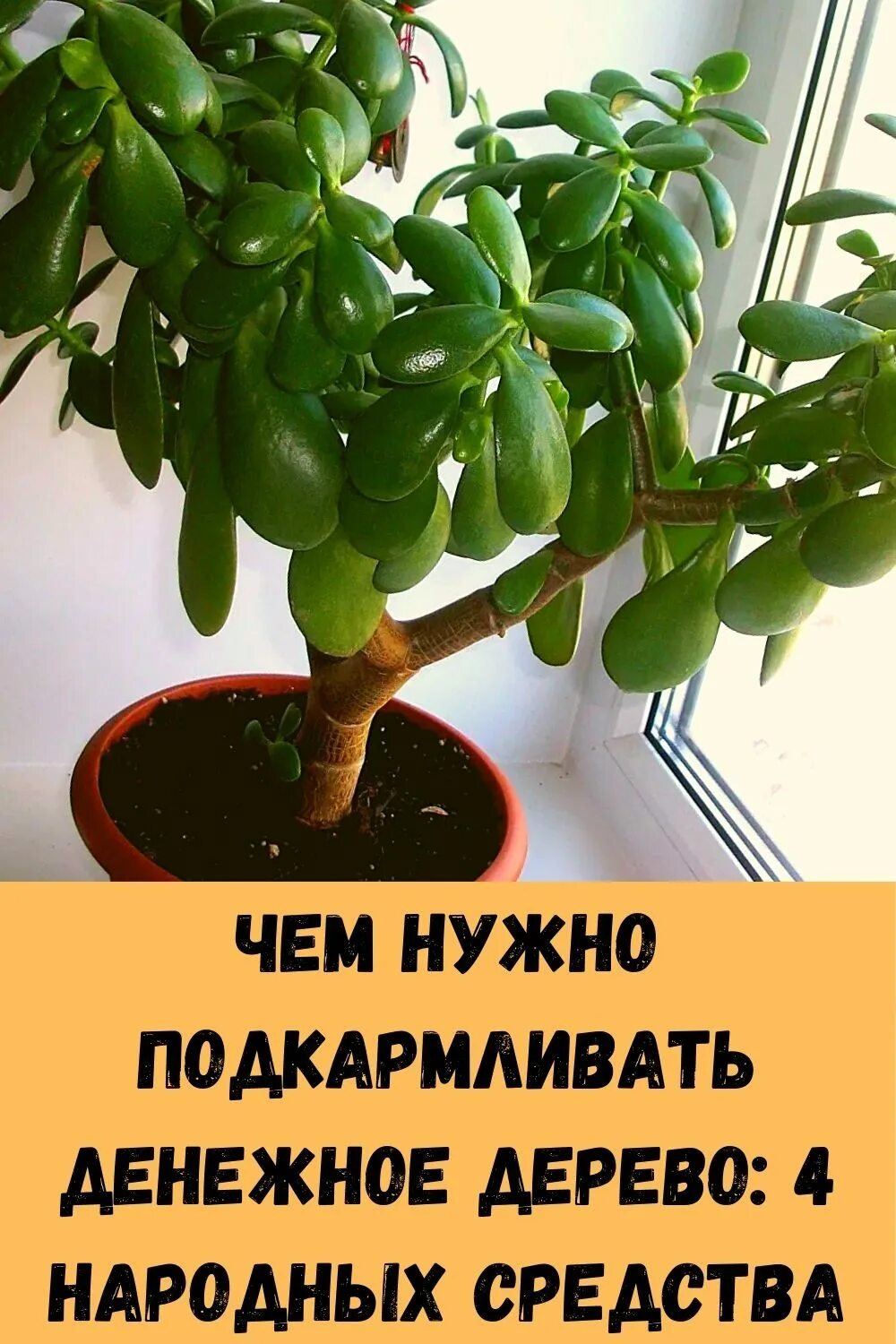 Какое должно быть денежное дерево. Толстянка денежное дерево. толстянка росток. блу берн цветок денежное дерево. денежное дерево рассада.