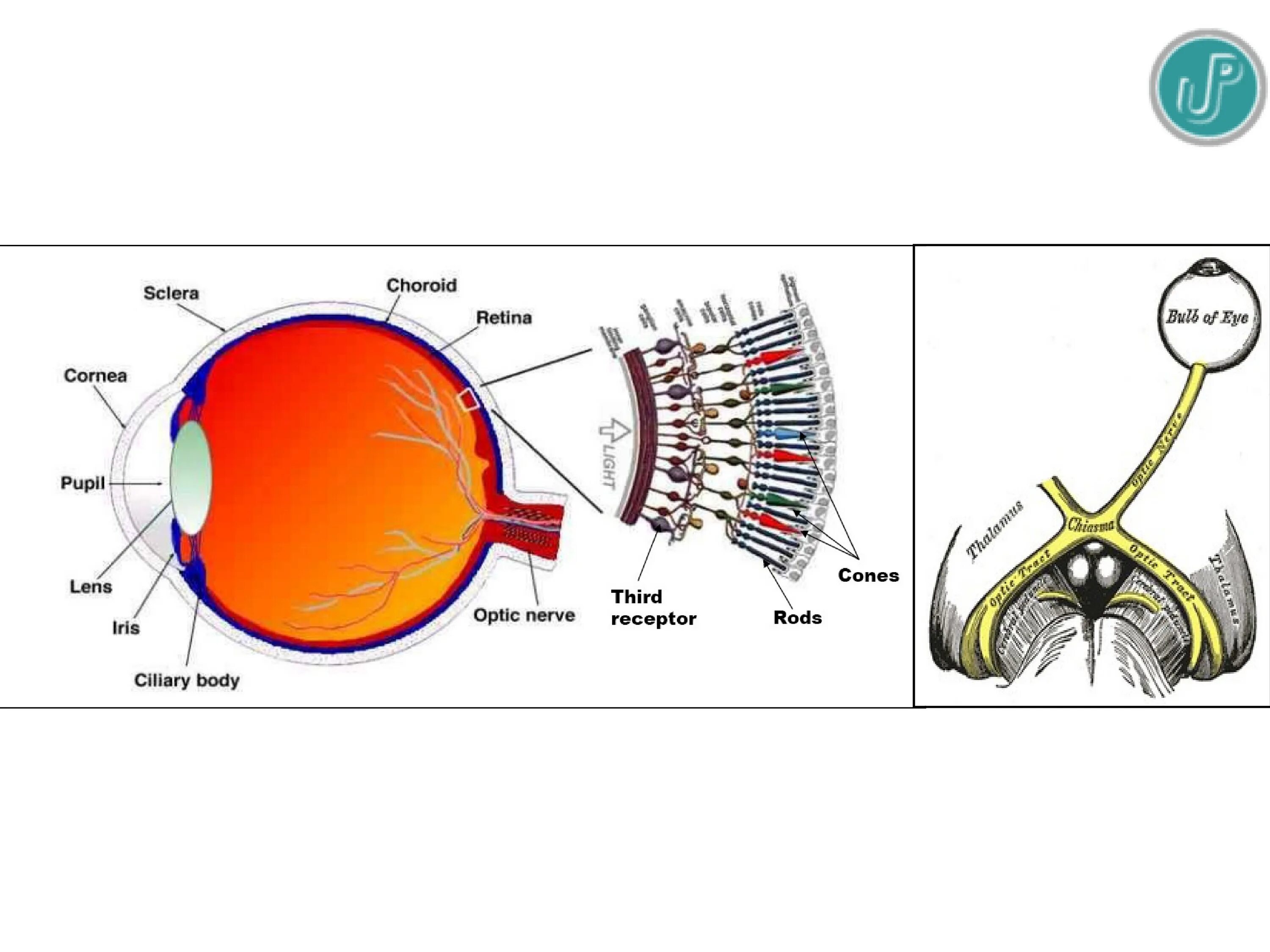 Фоторецепторы какой отдел. Фоторецепторы в сетчатке птицы диаграмма. Длинные аксоны фоторецепторов. Фоторецепторы в сетчатке кошки диаграмма. Печать строение фоторецептора.