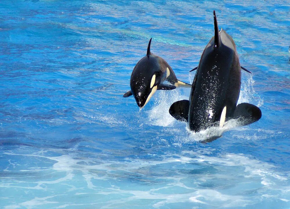Касатка фото животного. Косатка orcinus orca. 10. косатка orcinus orca ареал. новорожденная косатка. касатка питание.