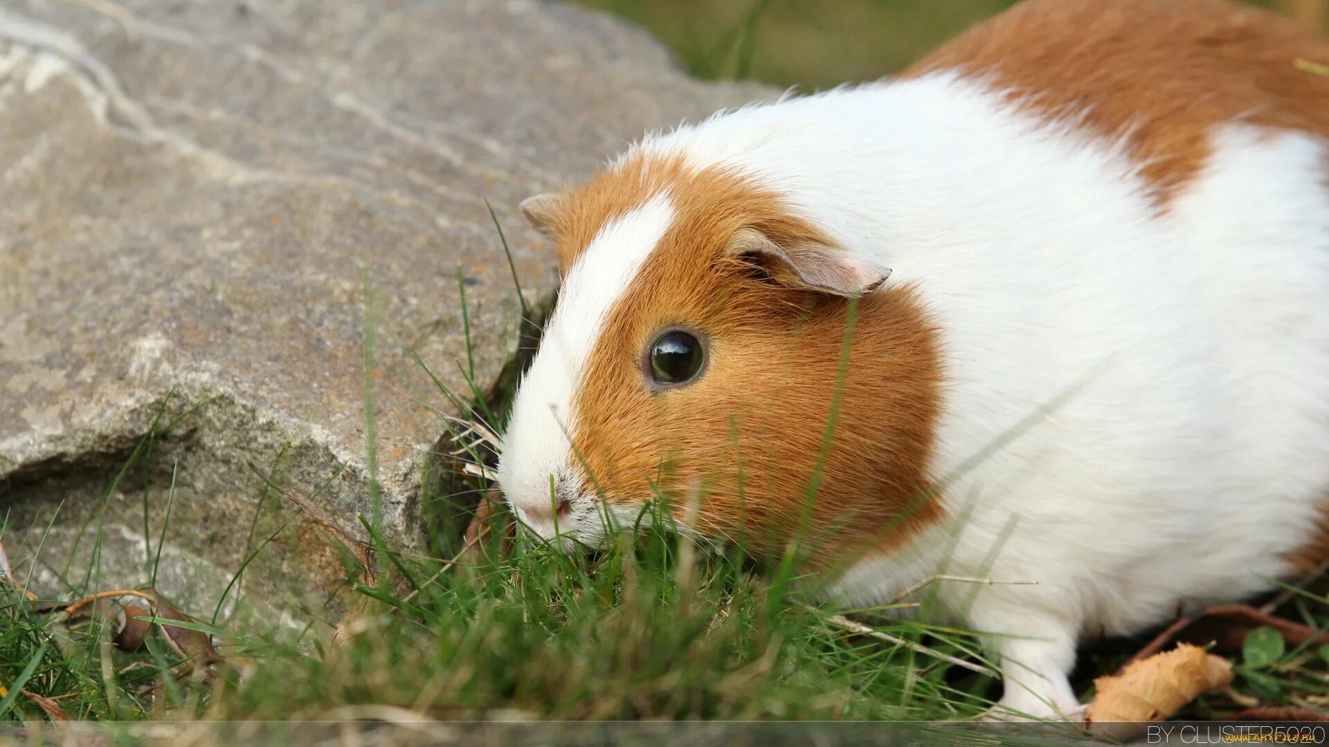 Морская свинка с цветами. Cavia для морских свинок. 4 Морские свинки. Родина морских свинок. Морская Свинка с голубыми глазами.