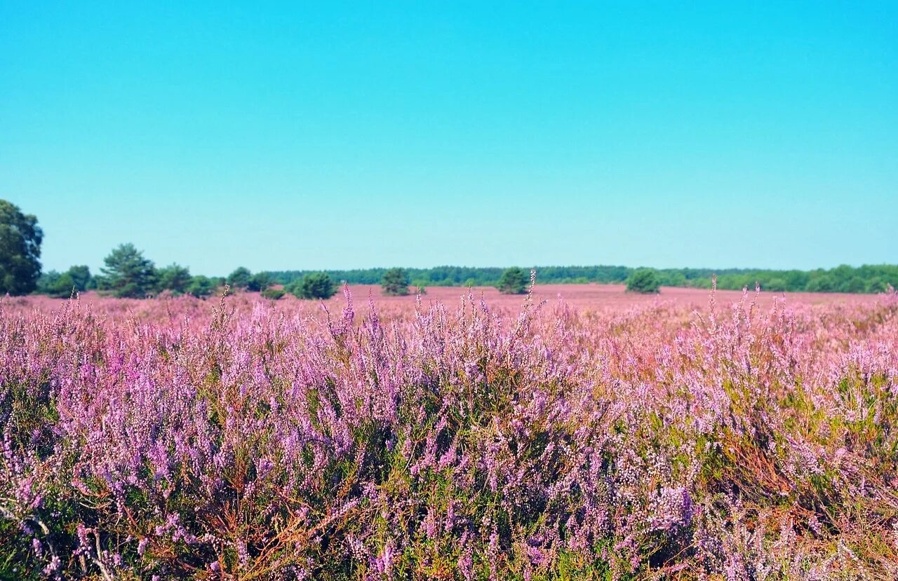 Der heide. Люнебургская пустошь. Heide presse. Люнебургская пустошь. Люнебургская пустошь нац парк.