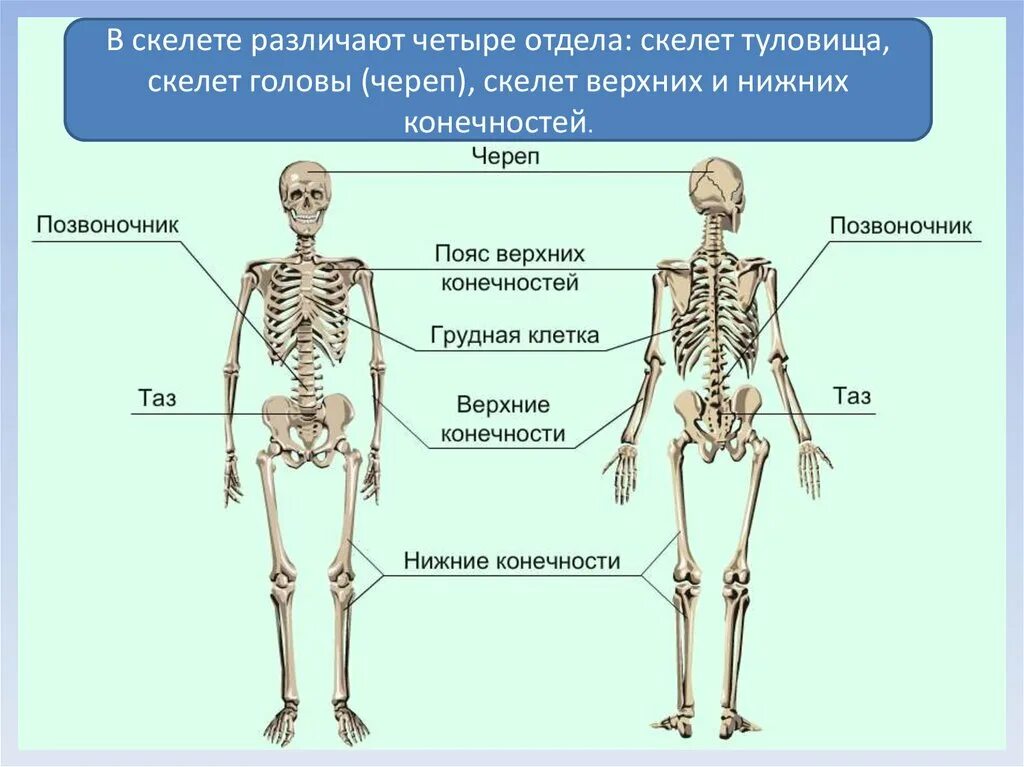 Строение человека реферат. Опорно-двигательная система (скелет,конечности,череп). скелет опорно двигательная система скелет. опорно двигательная система строение скелета человека. опорная система это скелет.